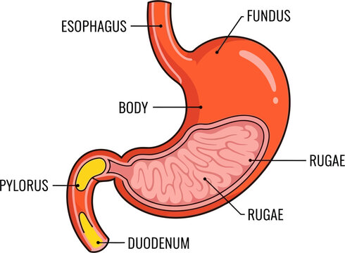 Anatomy of the human stomach showing esophagus, fundus, body, rugae, pylorus, and duodenum.