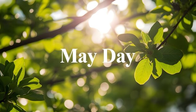 A sunny day in May with green leaves and branches in the foreground