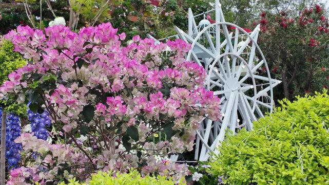 Colorful landscaped garden display featuring vibrant seasonal flowers March 21 2026