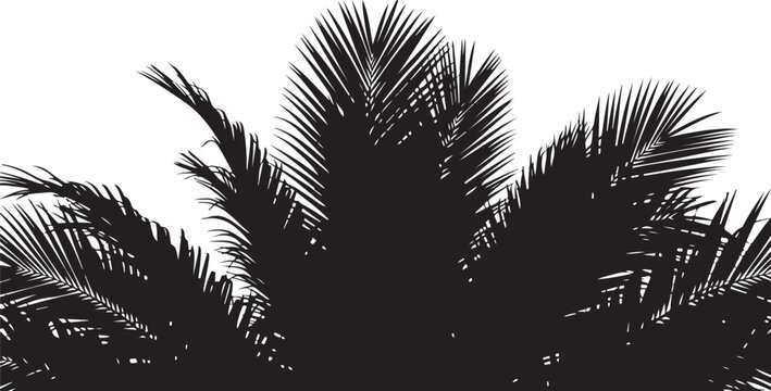 Black palm leaf, tropical vector, palm tree silhouette, exotic foliage, palm leaf, palm tree, tropical, foliage, leaf, plant, exotic, silhouette, vector, black, illustration, graphic, icon, design ele