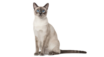 Graceful domestic Siamese cat with striking blue eyes elegantly posing, showcasing its beautiful pointed fur against a clean white studio background, capturing its calm and serene feline presence © john