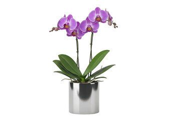 Naklejka premium Purple orchid plant in metallic pot with green leaves isolated on transparent background
