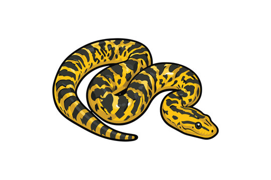 Anaconda snake with bold patterns vector illustration