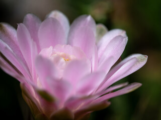 Fototapeta premium Gymnocalycium Cactus flower close-up pink color delicate petal