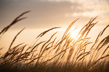 Wild grass in a summer forest against the sky at sunrise. Beautiful summer nature background.