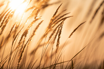 Wild grass in a summer forest against the sky at sunrise. Beautiful summer nature background.