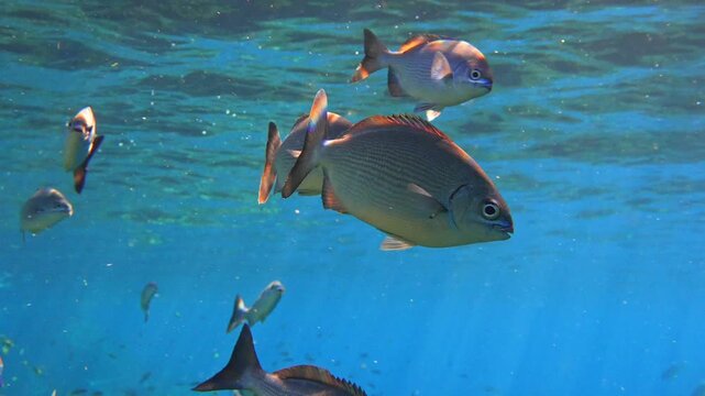 School of juvenile Bermuda chub "Kyphosus sectatrix" near the surface with a rocky reef