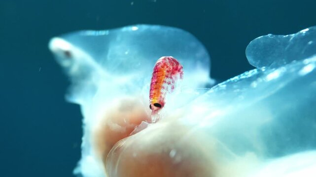 Macro of a tiny red crustacean parasite attached to plankton in blue water