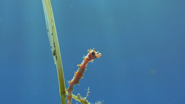 Macro of Hippocampus hippocampus looking at camera on a seagrass leaf