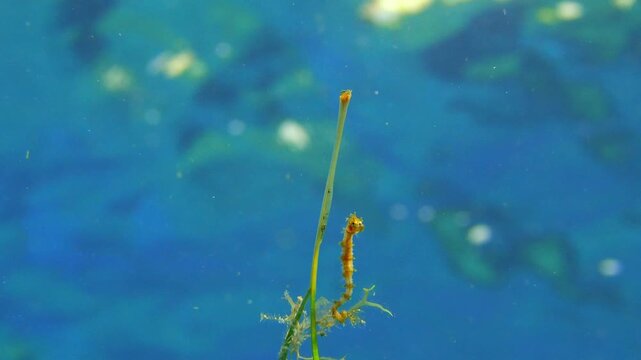 Hippocampus hippocampus drifting on a Cymodocea nodosa leaf in the Canary Islands.