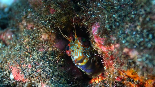Close up of cute Parablennius goreensis in a rock hole with moving shadows and algae