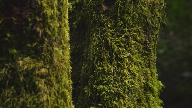 Detailed view of moss covered tree in a tranquil forest. Ideal for nature documentaries, background visuals, and calming scenes.