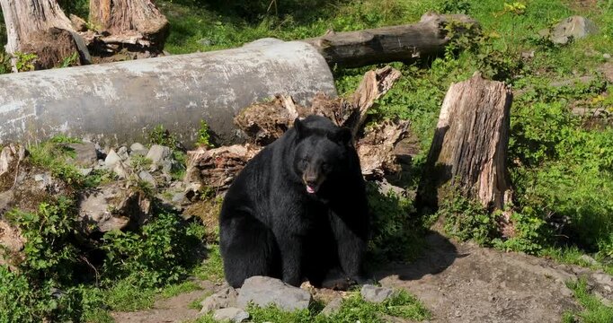 American Black Bear (Ursus Americanus) playing with his food, Sitka, Alaska.