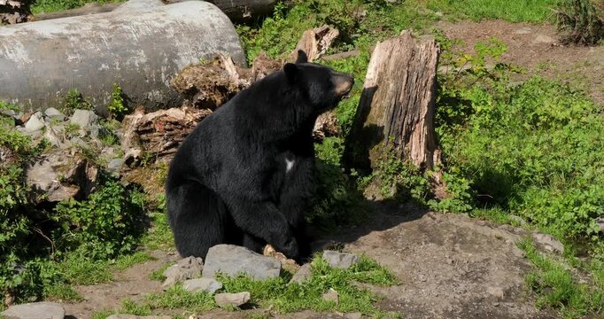 American Black Bear (Ursus Americanus) eating, Sitka, Alaska.