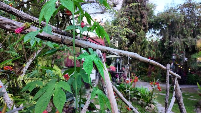 Cinematic camera movement revealing a charming mountain posada through lush garden flowers, showcasing rustic architecture and a serene outdoor atmosphere
