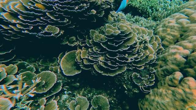 Candid user generated snorkeling POV chasing a Bower's parrotfish (Chlorurus bowersi) swimming among the dense intricate coral reefs pattern and texture. Dauin, Negros Oriental, Philippines