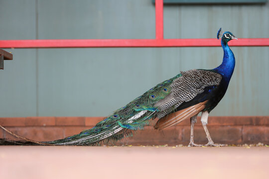 peacock at Sandfire Roadhouse 