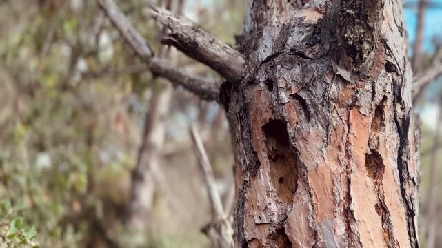 Tree Trunk Peeling Bark Insect Damage Closeup Nature