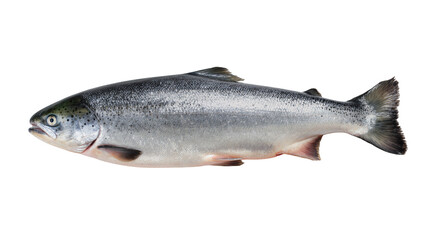 Obraz premium Beautiful fresh whole Atlantic salmon fish with iridescent scales and natural markings