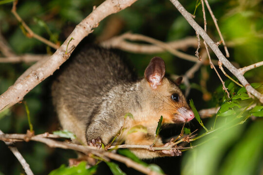 juvenile northern brushtail possum