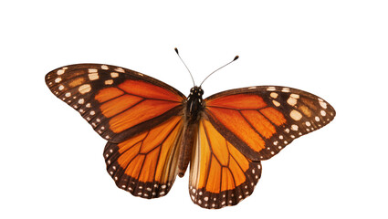 Captivating monarch butterfly showcasing its stunning orange and black patterned wings © Gael
