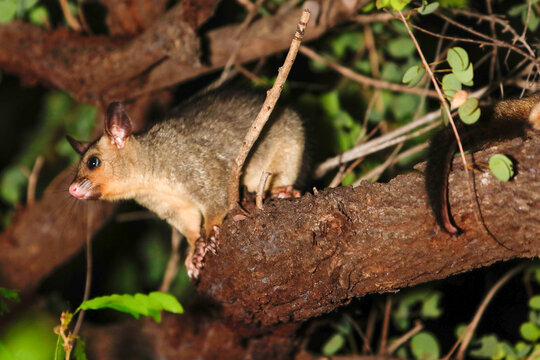 juvenile northern brushtail possum