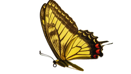 Vibrant yellow swallowtail butterfly with intricate wing patterns and delicate antennae, isolated on transparent background for nature designs © Elvin