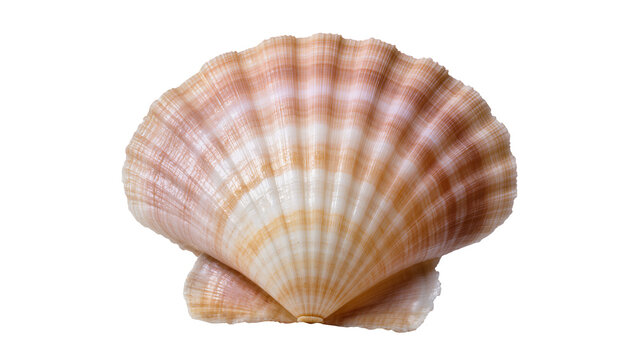 Delicate pink and beige scallop seashell with intricate ribbed texture, beautifully isolated on transparent background for marine designs