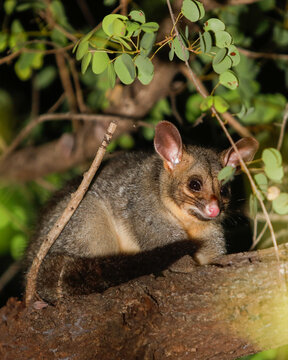 juvenile northern brushtail possum