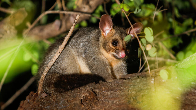 juvenile northern brushtail possum