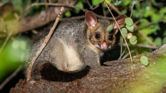juvenile northern brushtail possum