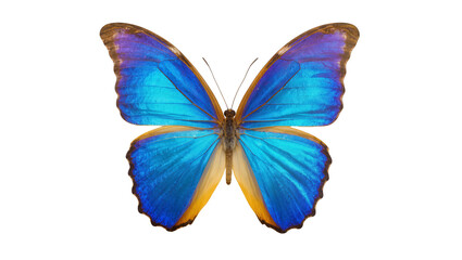 Vibrant blue butterfly with spread wings, elegant tropical insect isolated on clean backdrop © Elvin