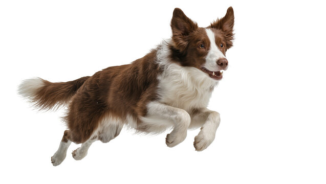 Energetic brown and black Border Collie dog leaping mid-air with focused expression, isolated on transparent background for pet adoption campaigns