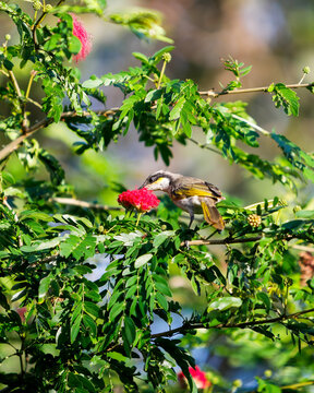 singing honeyeater (Gavicalis virescens)