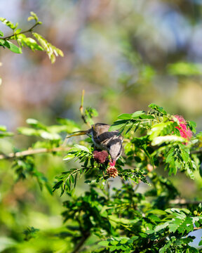singing honeyeater (Gavicalis virescens)