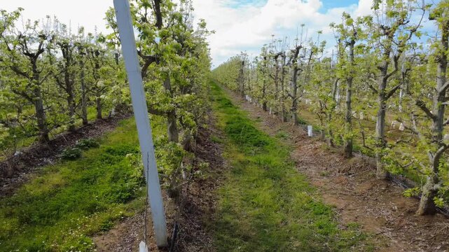 High-Density Fruit Monoculture: Low-angle tracking shot with steady lateral movement through a pear production alley.