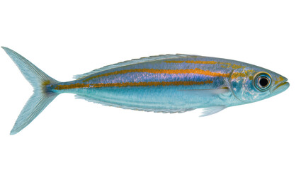 Beautiful reef fish with striking yellow stripes and shimmering blue scales © Elvin