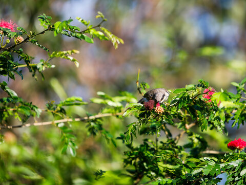 singing honeyeater (Gavicalis virescens)
