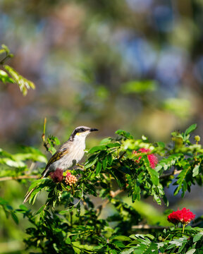 singing honeyeater (Gavicalis virescens)
