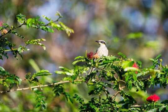 singing honeyeater (Gavicalis virescens)
