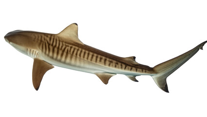 Fototapeta premium A majestic tiger shark, a powerful ocean predator with distinctive striped markings