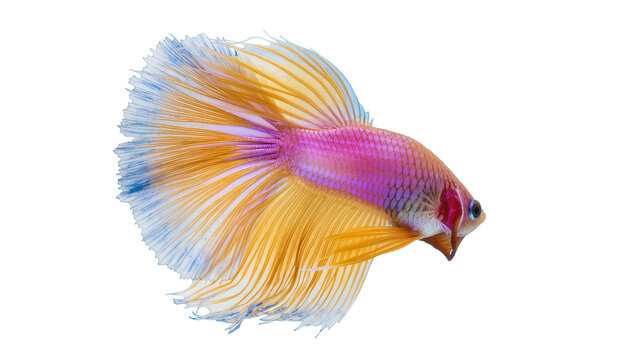 Vibrant yellow purple and blue halfmoon betta fish displaying flowing fins, isolated on transparent background for aquatic design elements