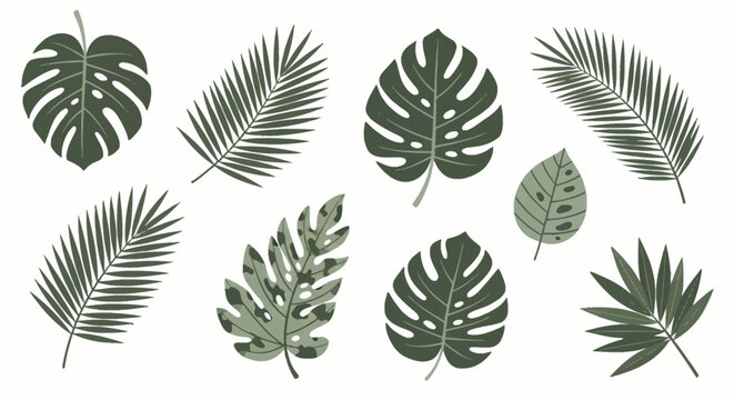 Collection of nine tropical leaf illustrations including monstera deliciosa, palm fronds, and jungle foliage in muted green tones isolated on a plain white background vector set.