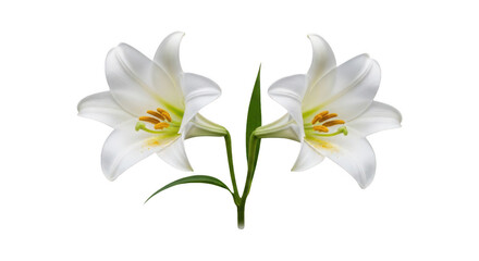 Two white lilies isolated on transparent background © tasneem