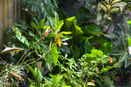 Lush tropical garden with various green houseplants. Dense foliage of monstera, anthurium, and ornamental plants in pots. Urban jungle and botanical home decor.