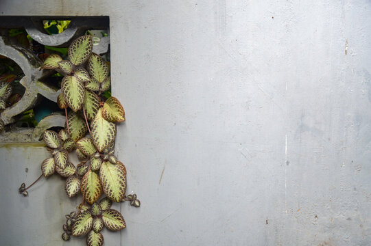 Episcia cupreata plant growing on a concrete wall with copy space. Flame violet foliage with beautiful patterns and textured gray wall background for text.