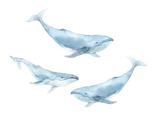 Fototapeta premium Watercolor Whales Illustration, Blue Ocean Mammals, Marine Life Art on White Background