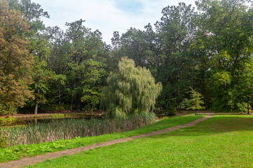 Fototapeta premium Weeping willow tree by the pond in summer park with green lawn
