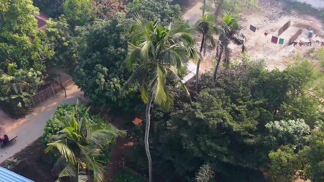 Aerial drone view of lush tropical resort with palm trees and infinity pool overlooking green forest landscape