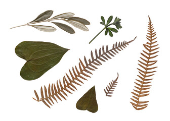 Minimalist flat lay of dried pressed isolated leaves and brown fern fronds. Trendy botanical collection on white background inspired by biophilic design and earthy cottagecore aesthetic for modern © AngArt